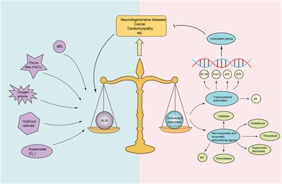 An update on the bridging factors connecting autophagy and Nrf2 antioxidant pathway